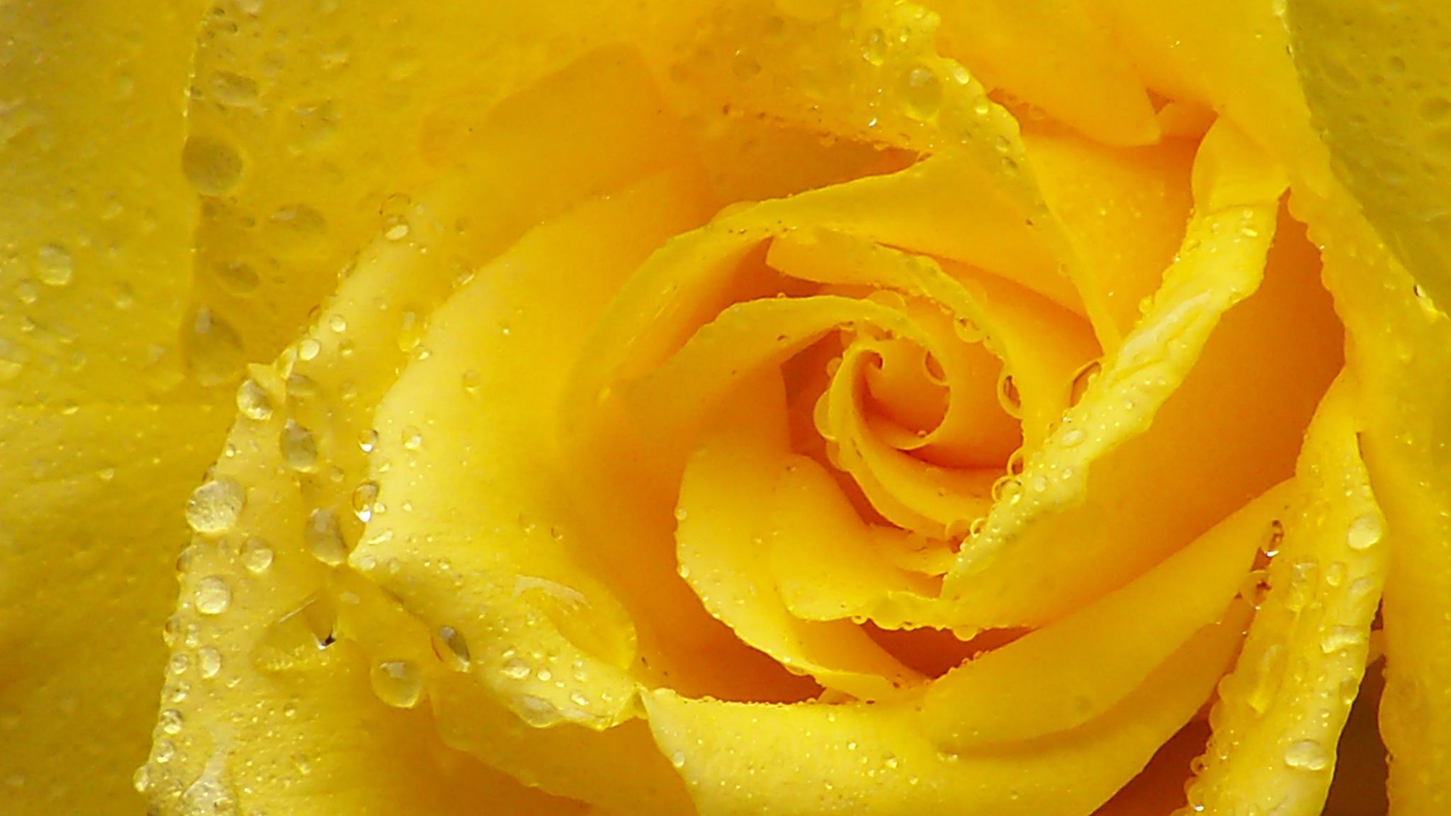 Download Wallpaper 2048x1152 Rose, Yellow rose, Petals, Drops