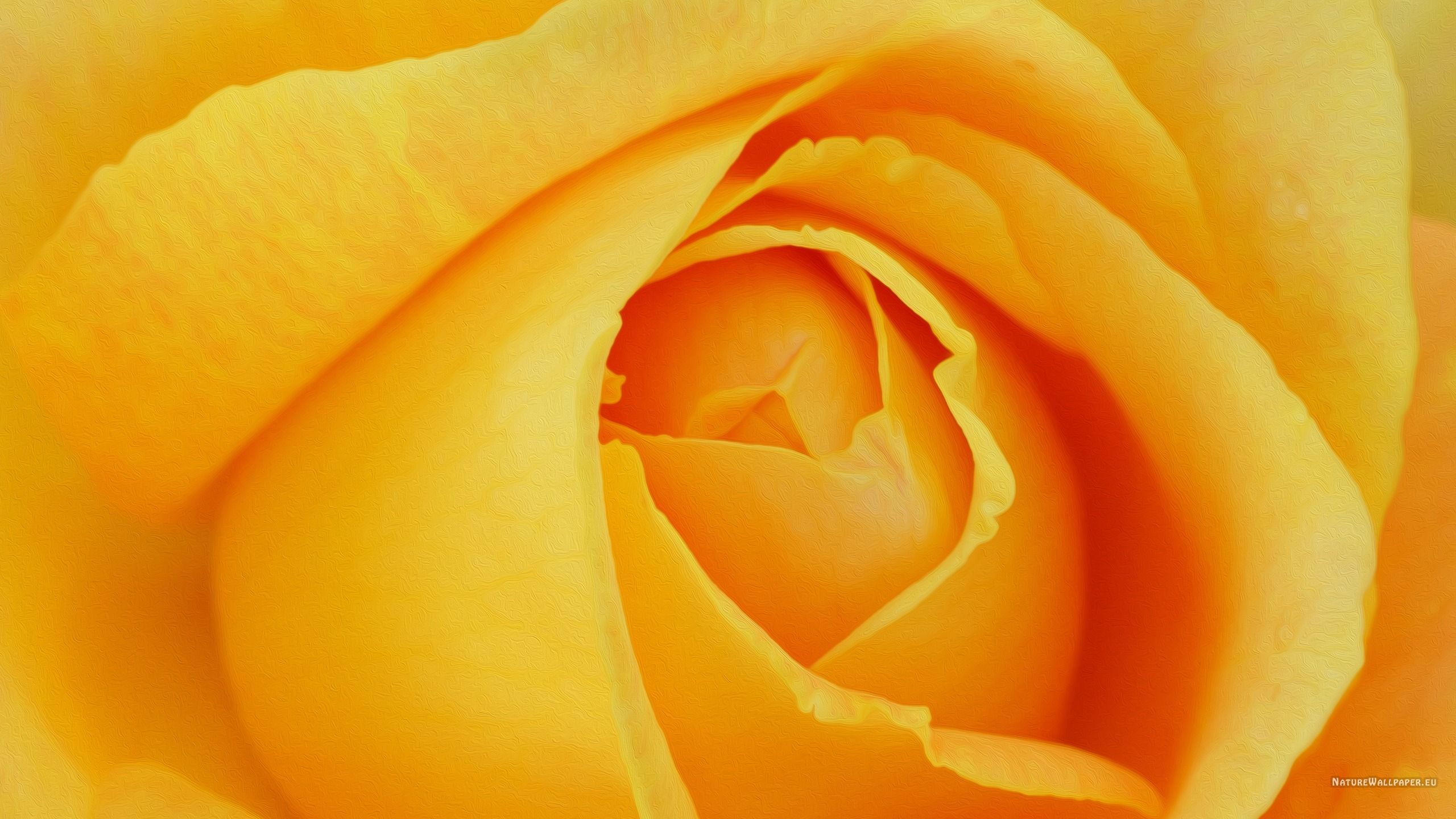2560x1440 wallpaper Yellow Rose Petals Picture Wallpaper Background