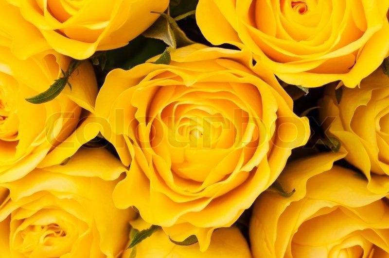 Group of yellow roses, close up shot, floral background or