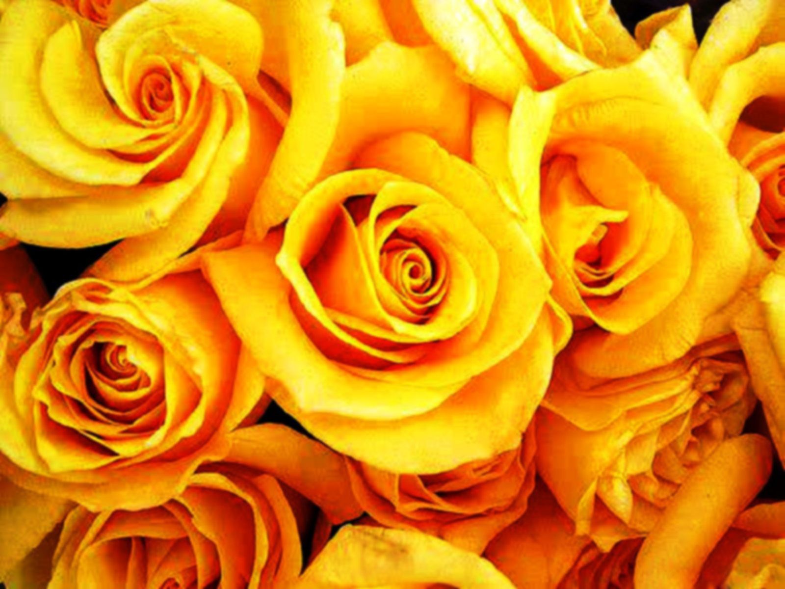 Flowers Yellow Roses Bouquet - Free high quality background pictures