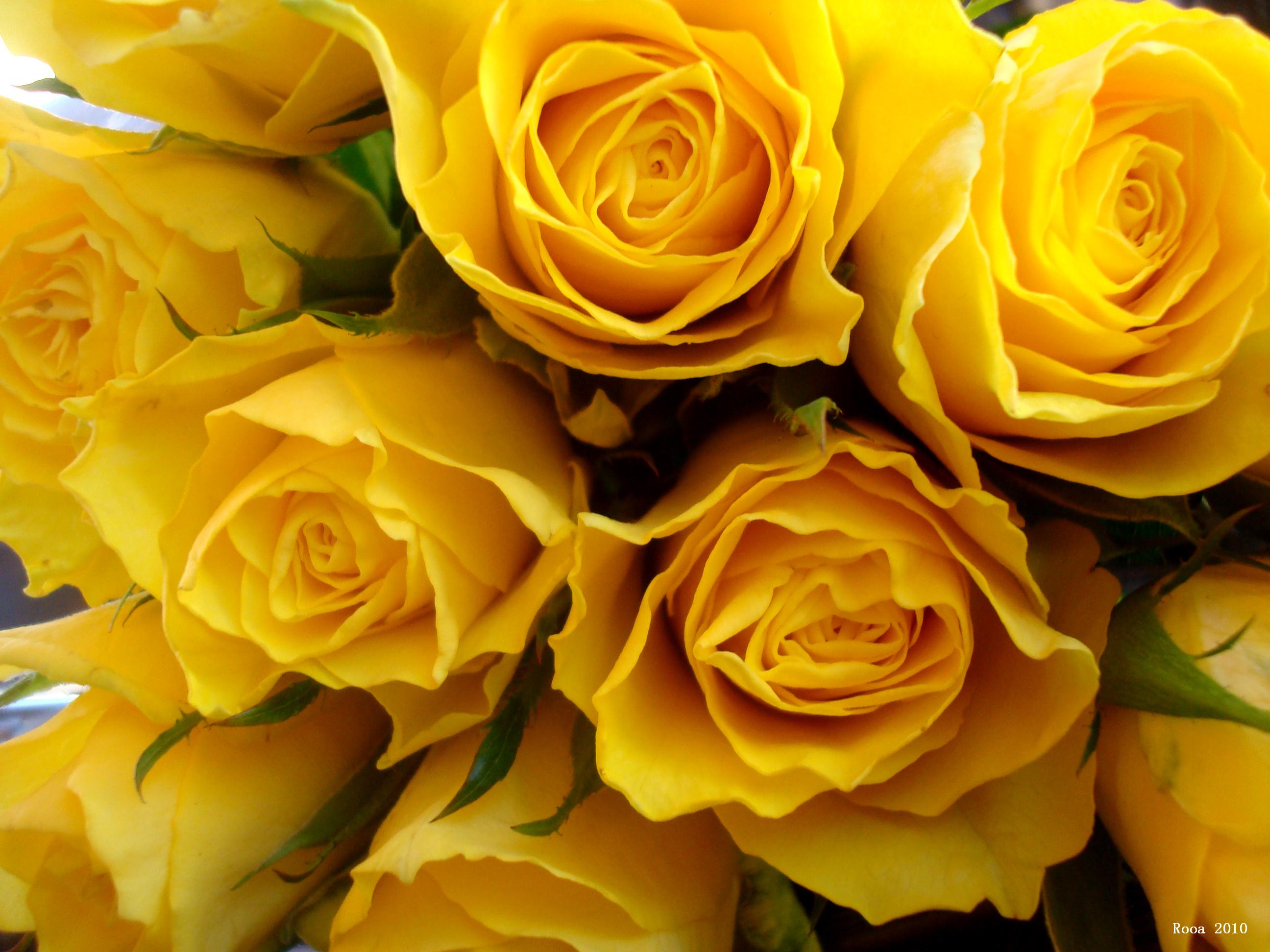 yellow roses background 3657198 yellow roses | Free Photos