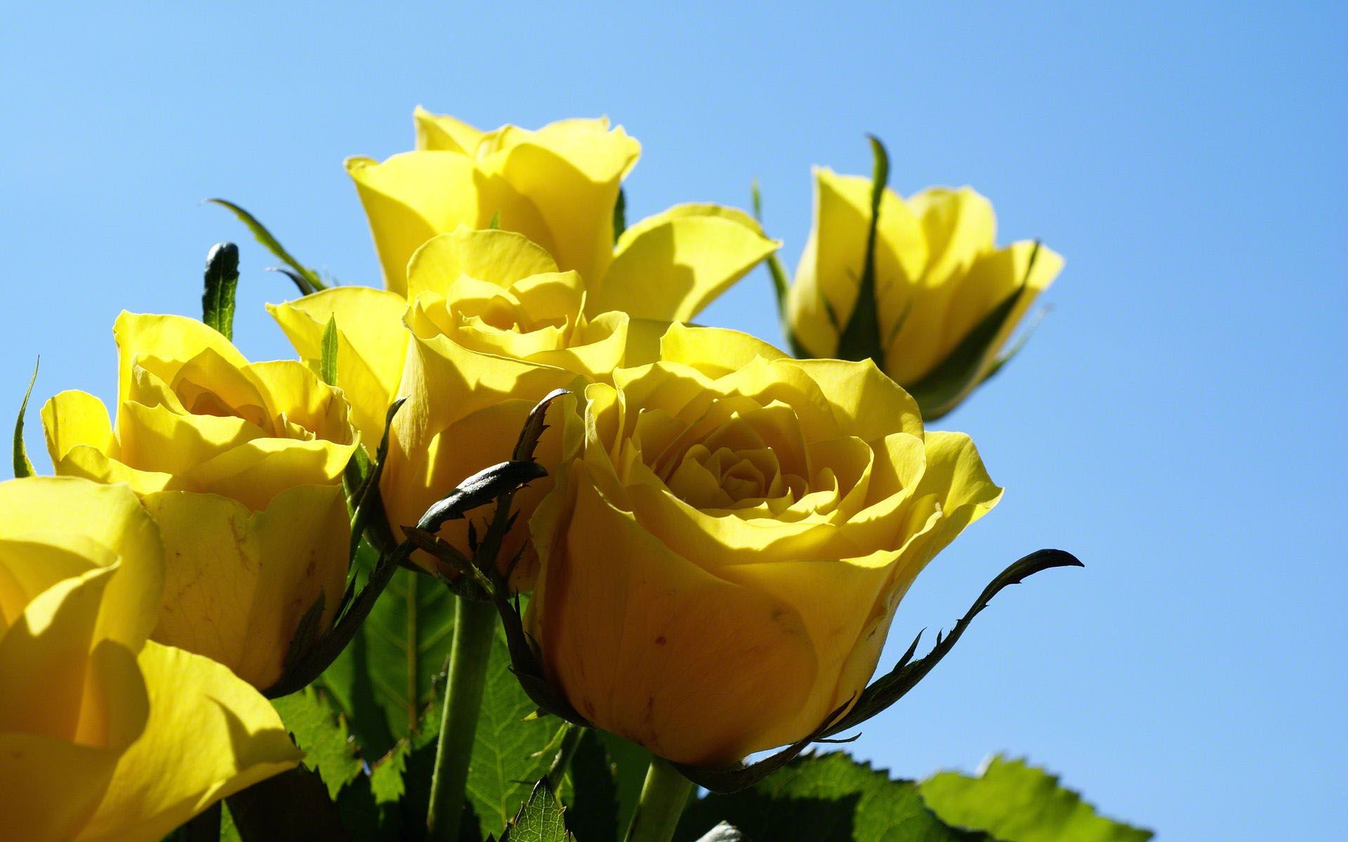 yellow rose photos and wallpapers