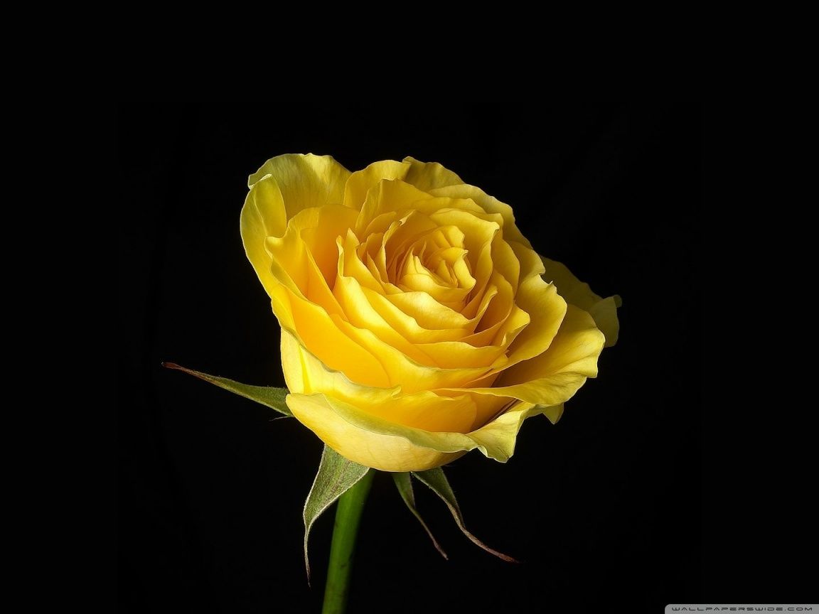 Yellow Rose On Black Background HD desktop wallpaper Widescreen