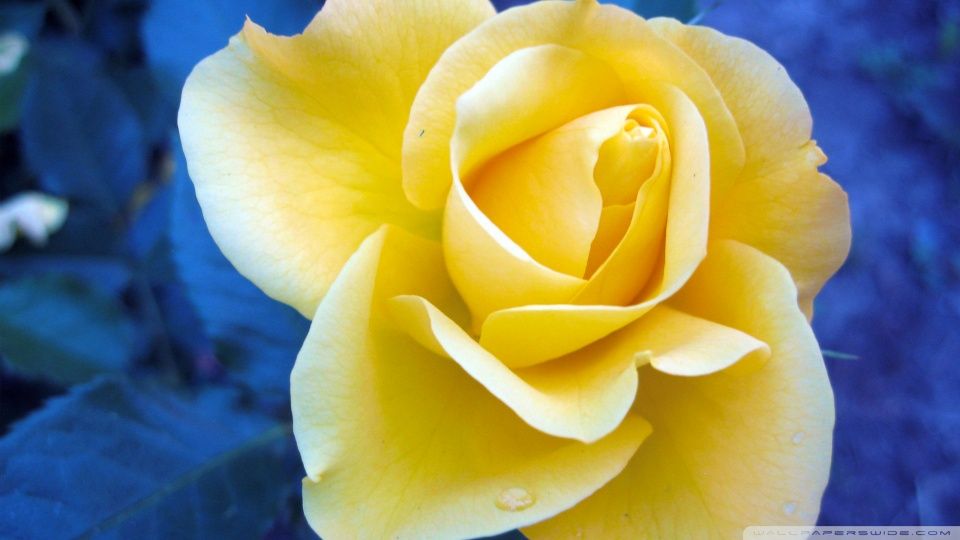 Yellow Rose Against A Blue Background HD desktop wallpaper High resolution