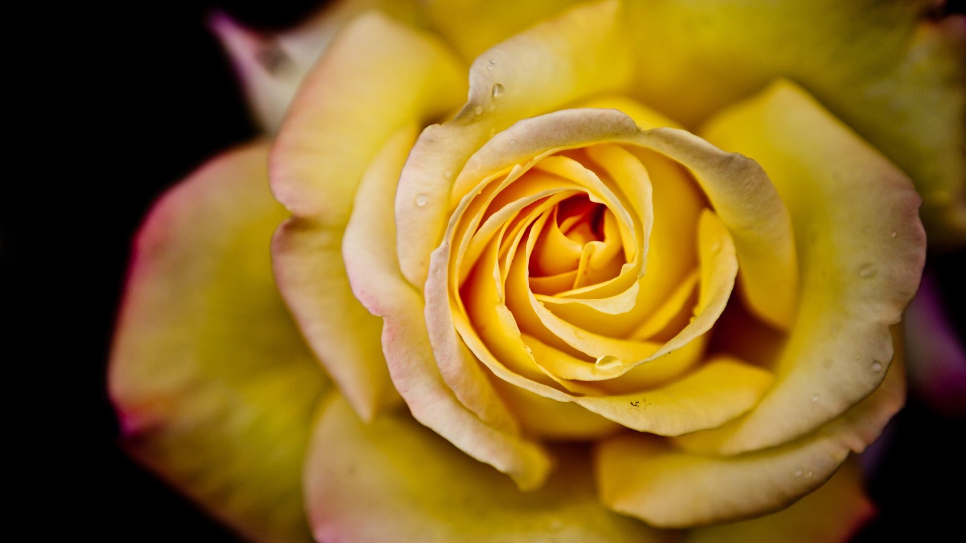 Yellow-Rose-Wallpaper.jpg