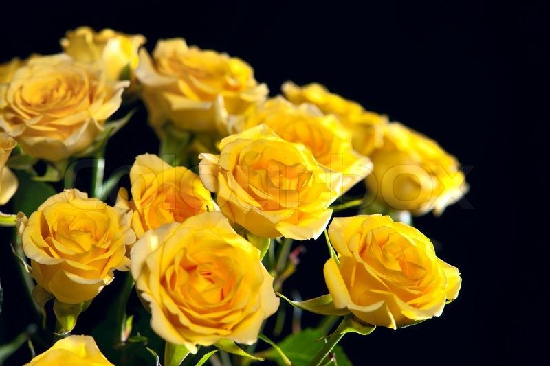 Beautiful bouquet of yellow roses isolated on black background ...