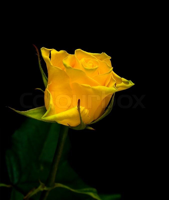 Yellow Rose Hd Wallpaper For Mobile