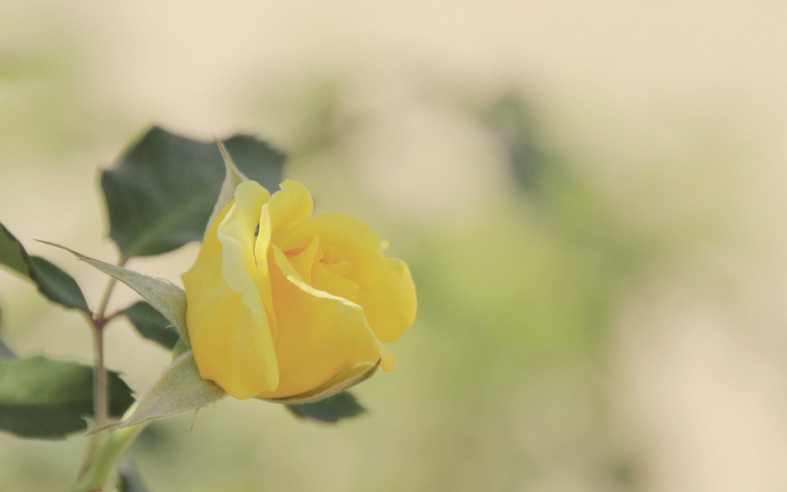 Yellow Rose HD Wallpaper Yellow Rose Photos Cool Backgrounds