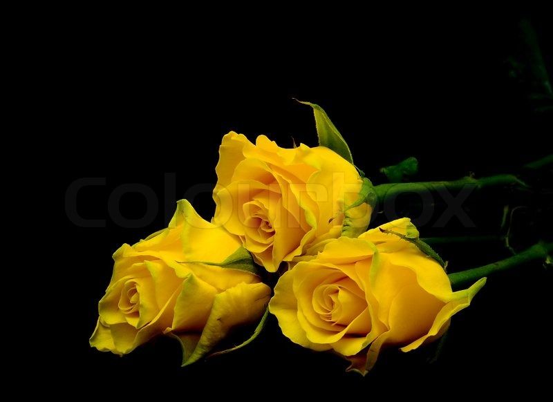 Bouquet of three yellow roses on a black background closeup ...
