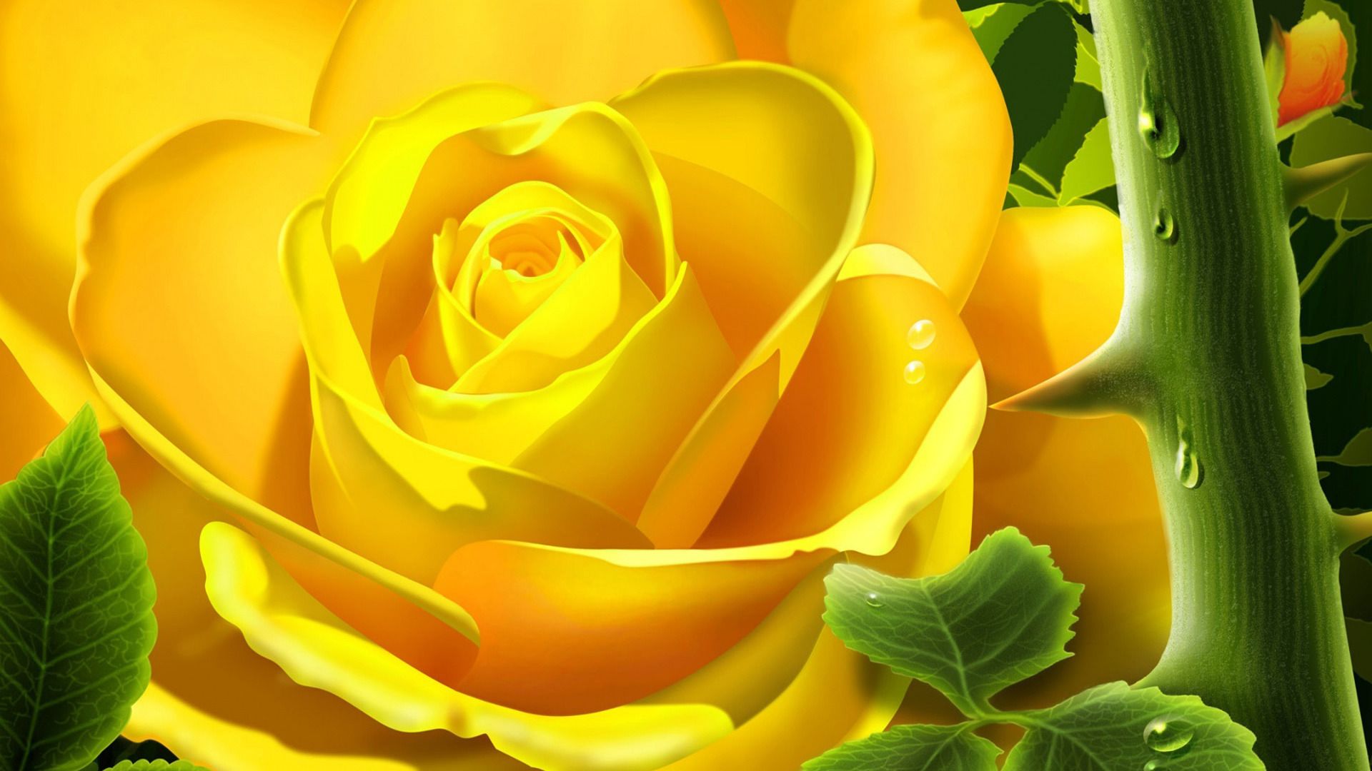 Yellow Rose HD Wallpaper Yellow Rose Photos Cool Backgrounds