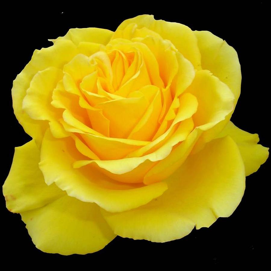 Beautiful Yellow Rose Flower On Black Background Photograph by ...