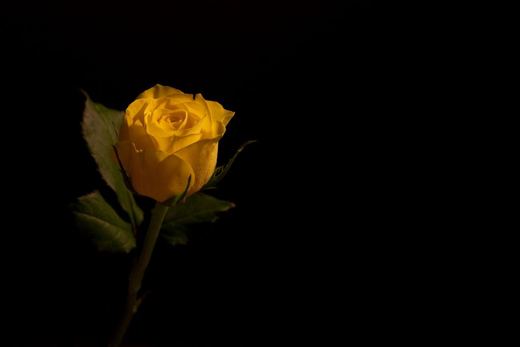 Yellow rose on black Flickr - Photo Sharing