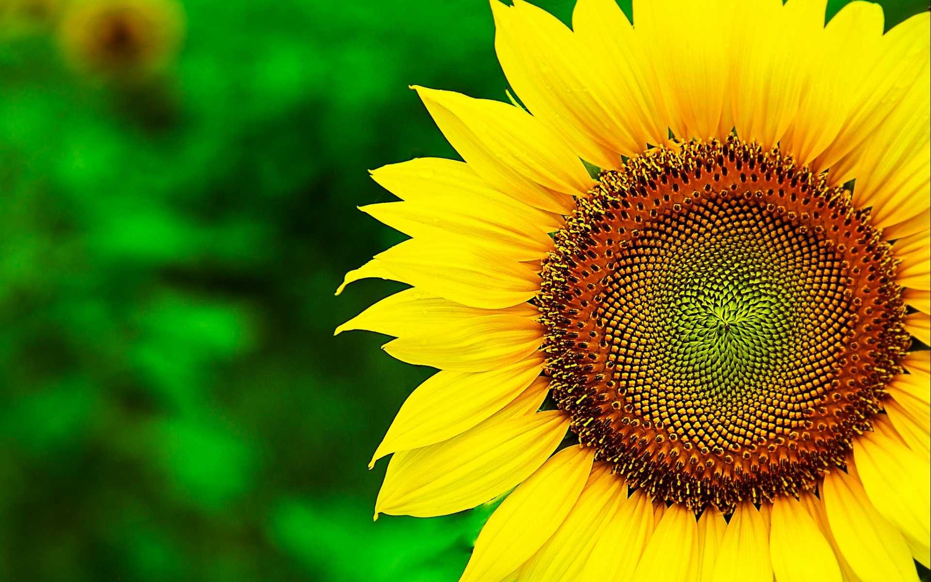 Yellow Sunflower Wallpapers Group 79