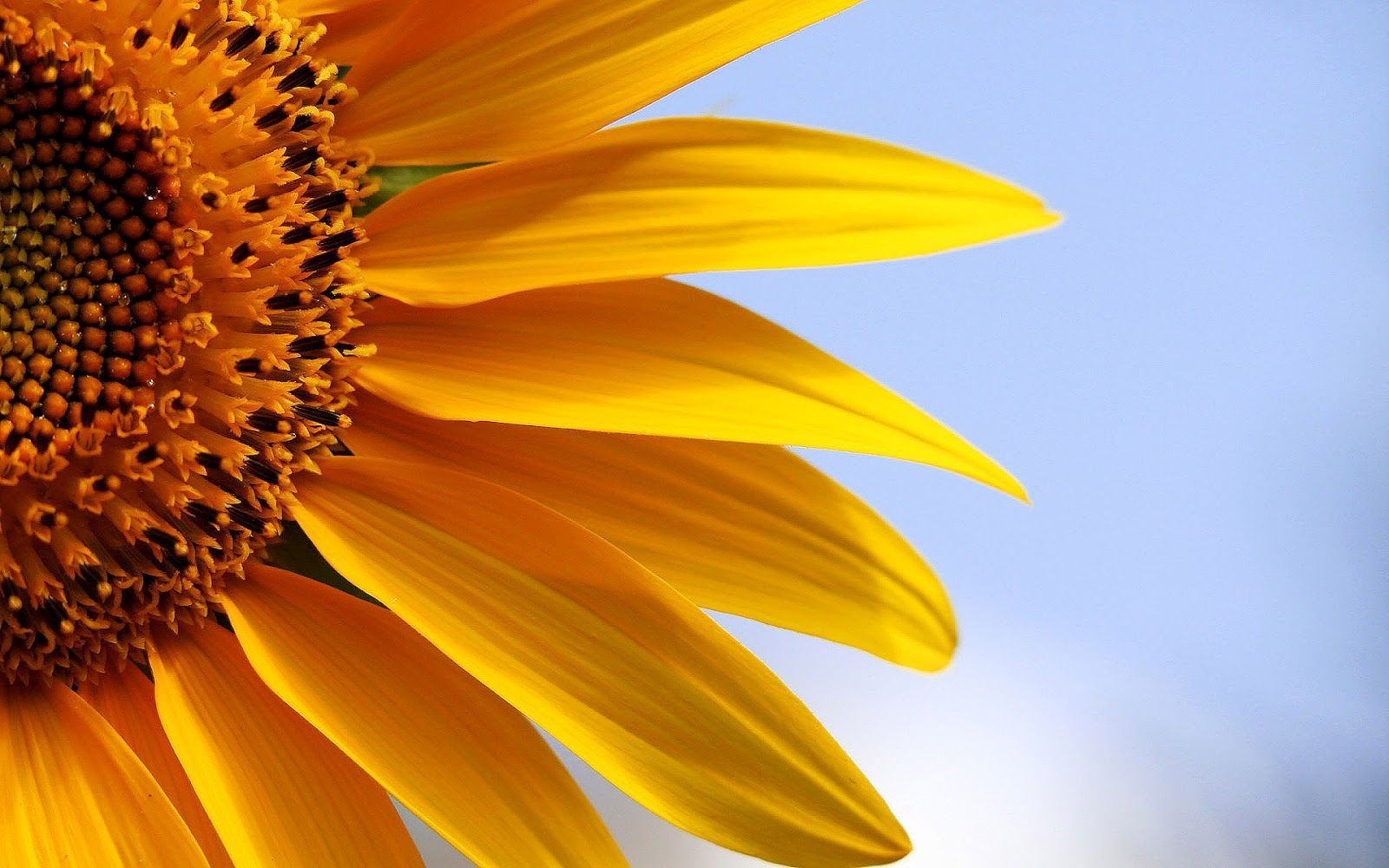 Sunflower Hd Wallpapers Best Wallpapers Fan Download Free