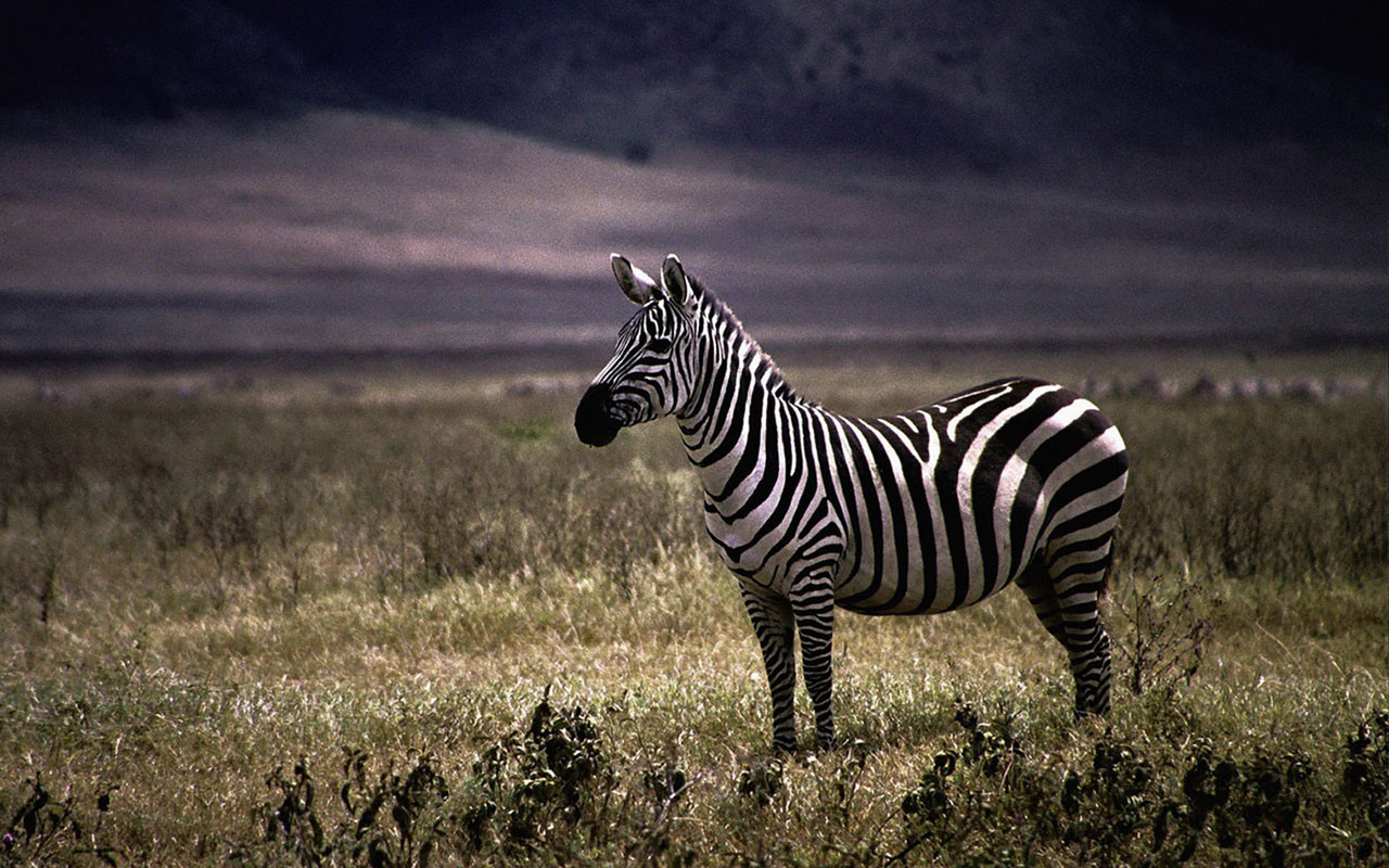 Zebra Animal Wallpaper HD For Desktop