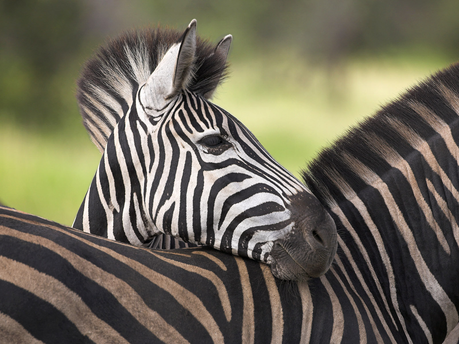Zebra Pictures Animal Spot