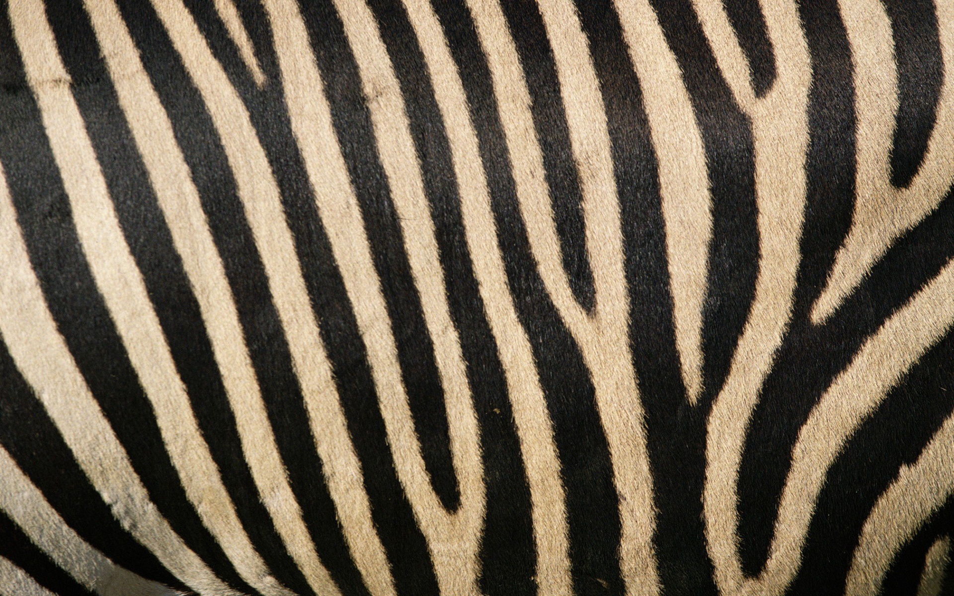 Stripes Zebra Desktop Beasts Beings Species : Full HD desktop ...