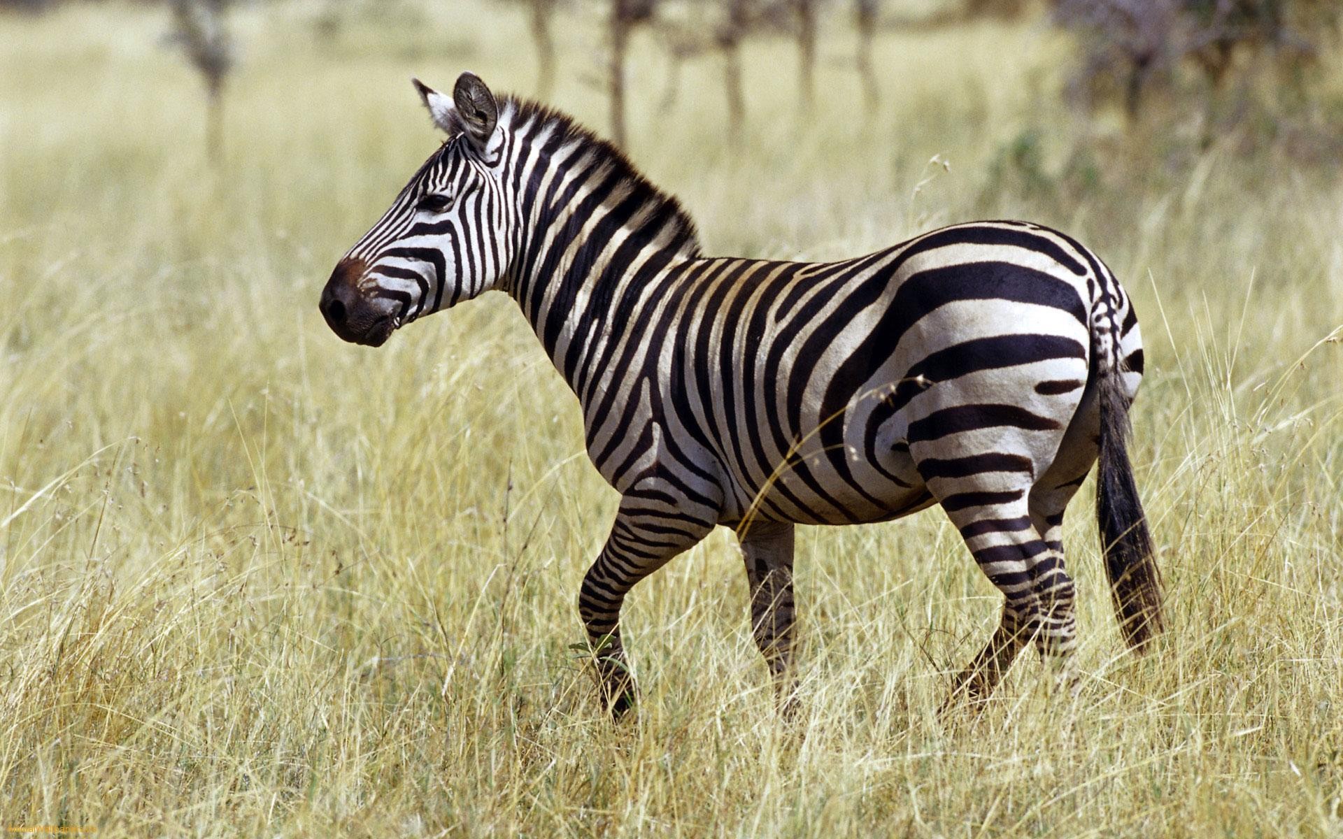 Zebra Backgrounds Free | Wallpapers, Backgrounds, Images, Art Photos.