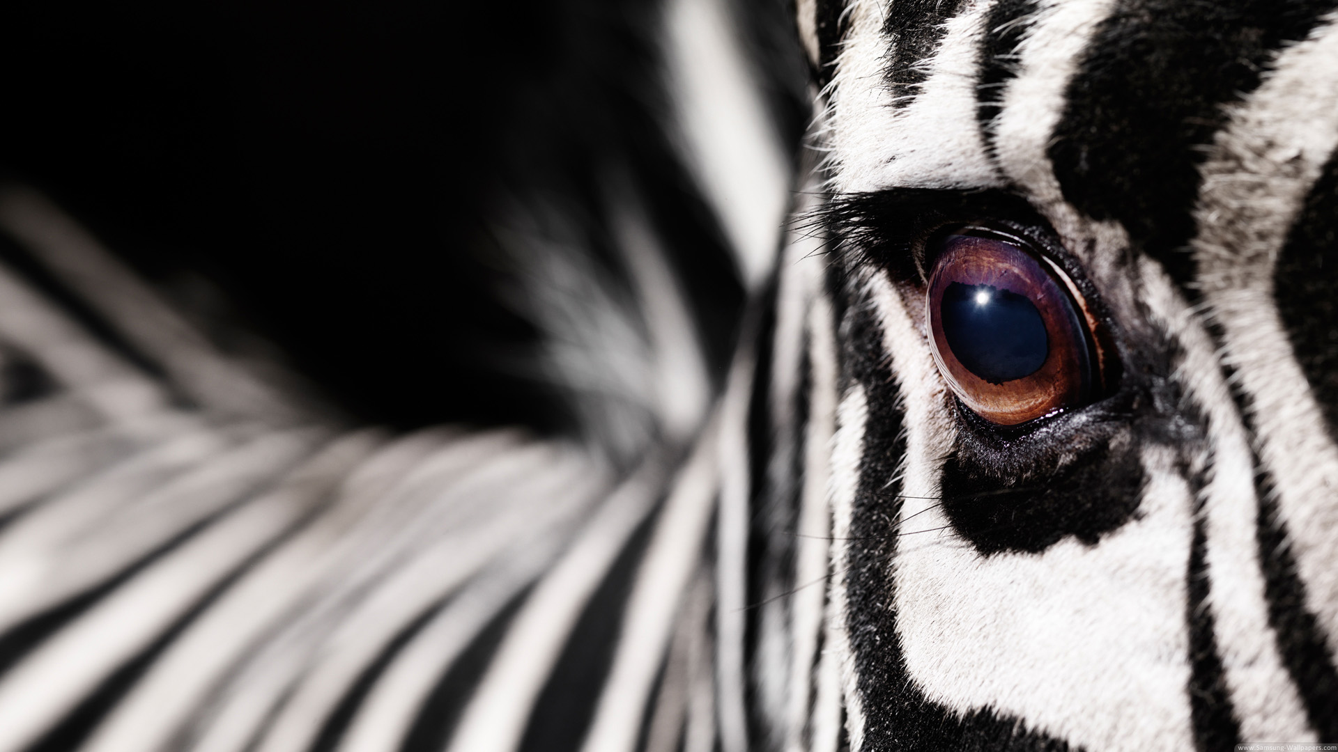 Zebra Desktop Wallpapers Group 80