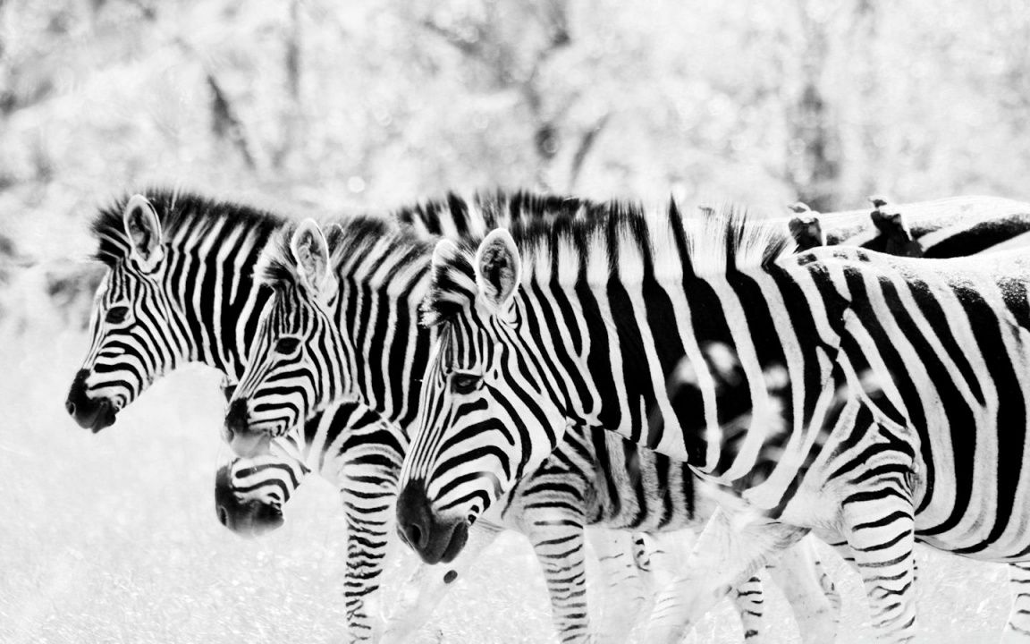 3 Zebras HD desktop wallpaper High Definition Mobile