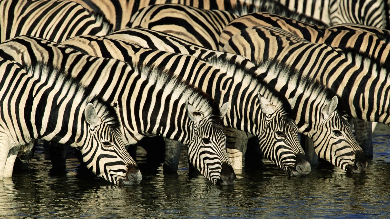 Cool HD Zebra Wallpapers for Your Desktop – Today Picture