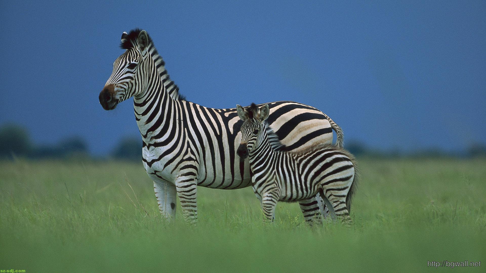 Baby Zebra Desktop Wallpaper