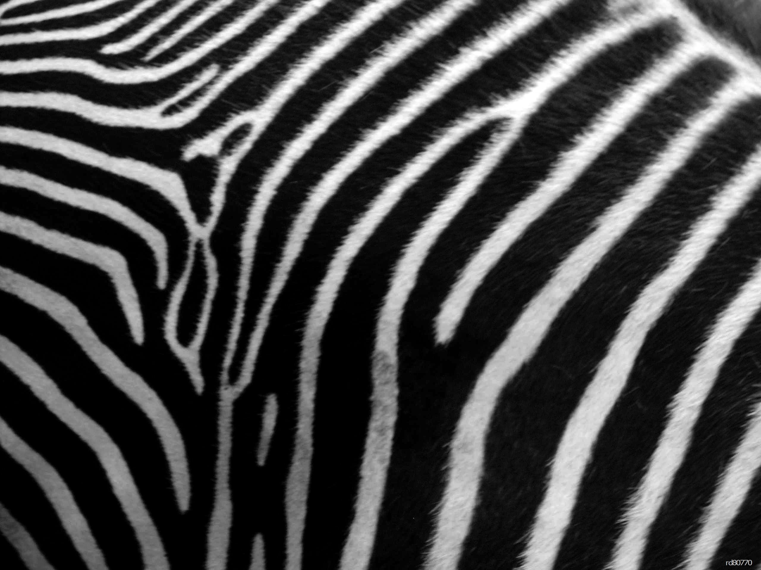 Download Animal Print Zebra Skin Phone Wallpaper | Full HD Wallpapers