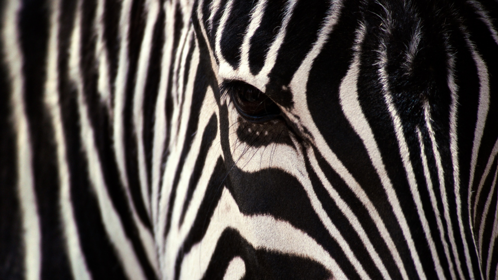 HD Best Zebra Skin Black and White Stripe Wallpaper 1080p Full ...