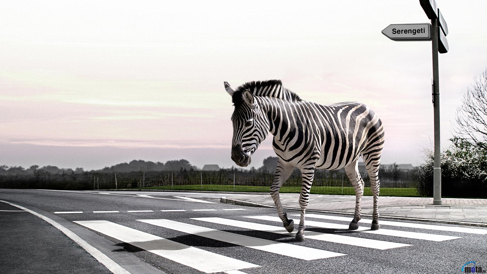 Download Wallpaper Zebra crossing pedestrian crossing (1920 x 1080 ...