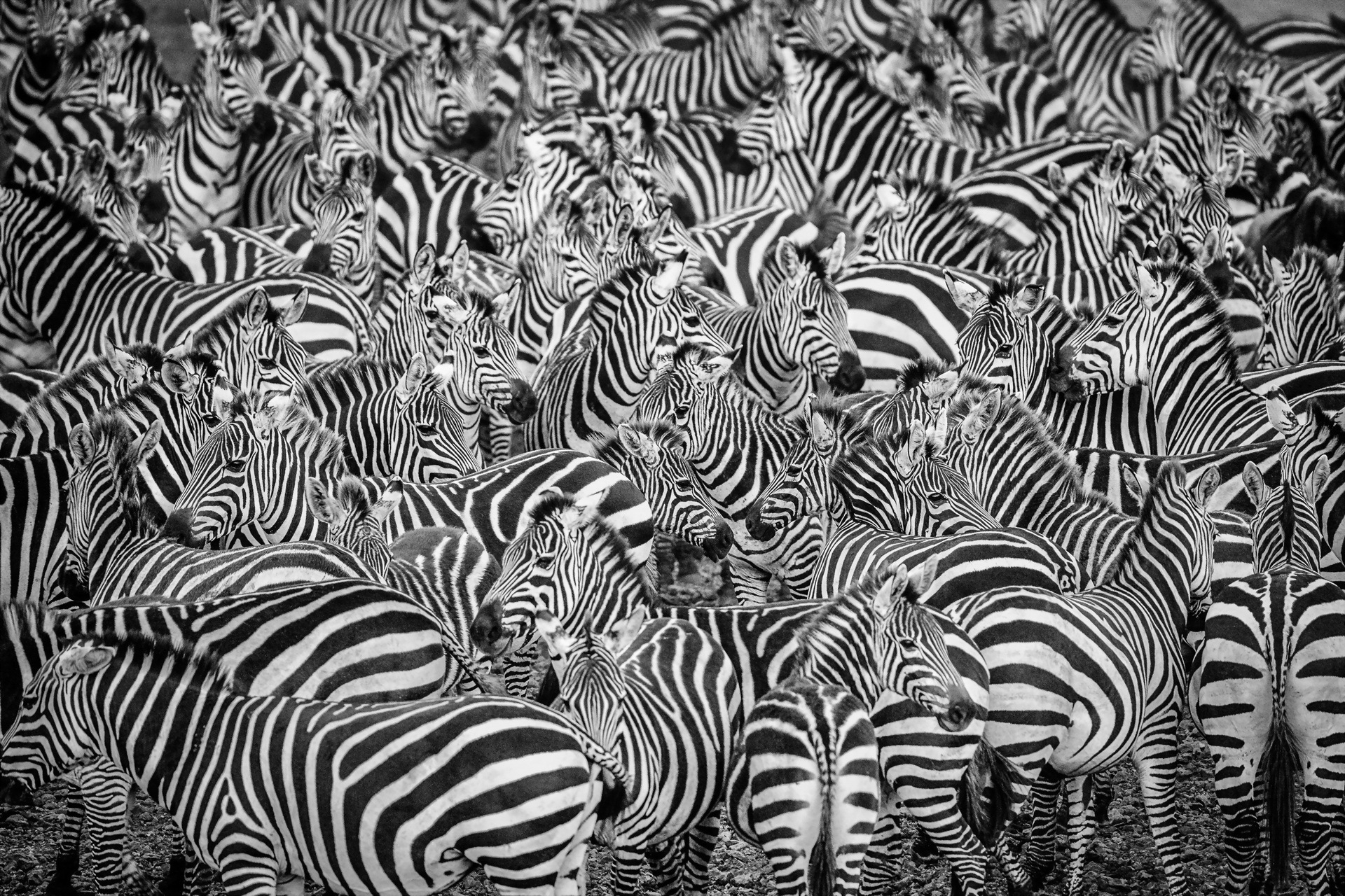 Zebras Zebras White Black Animal Stripes Skin Zebra Bw Animale ...