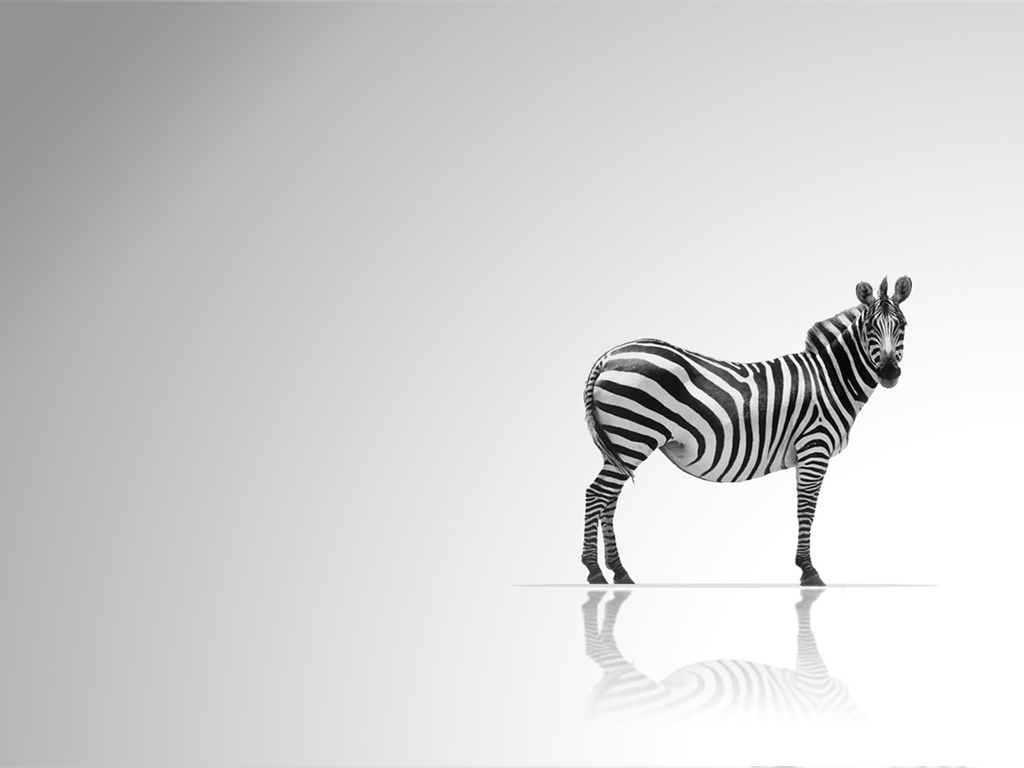 Zebra HD Wallpapers