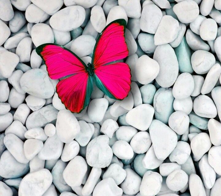 Zedge Wallpapers Other Pinterest Pink Butterfly