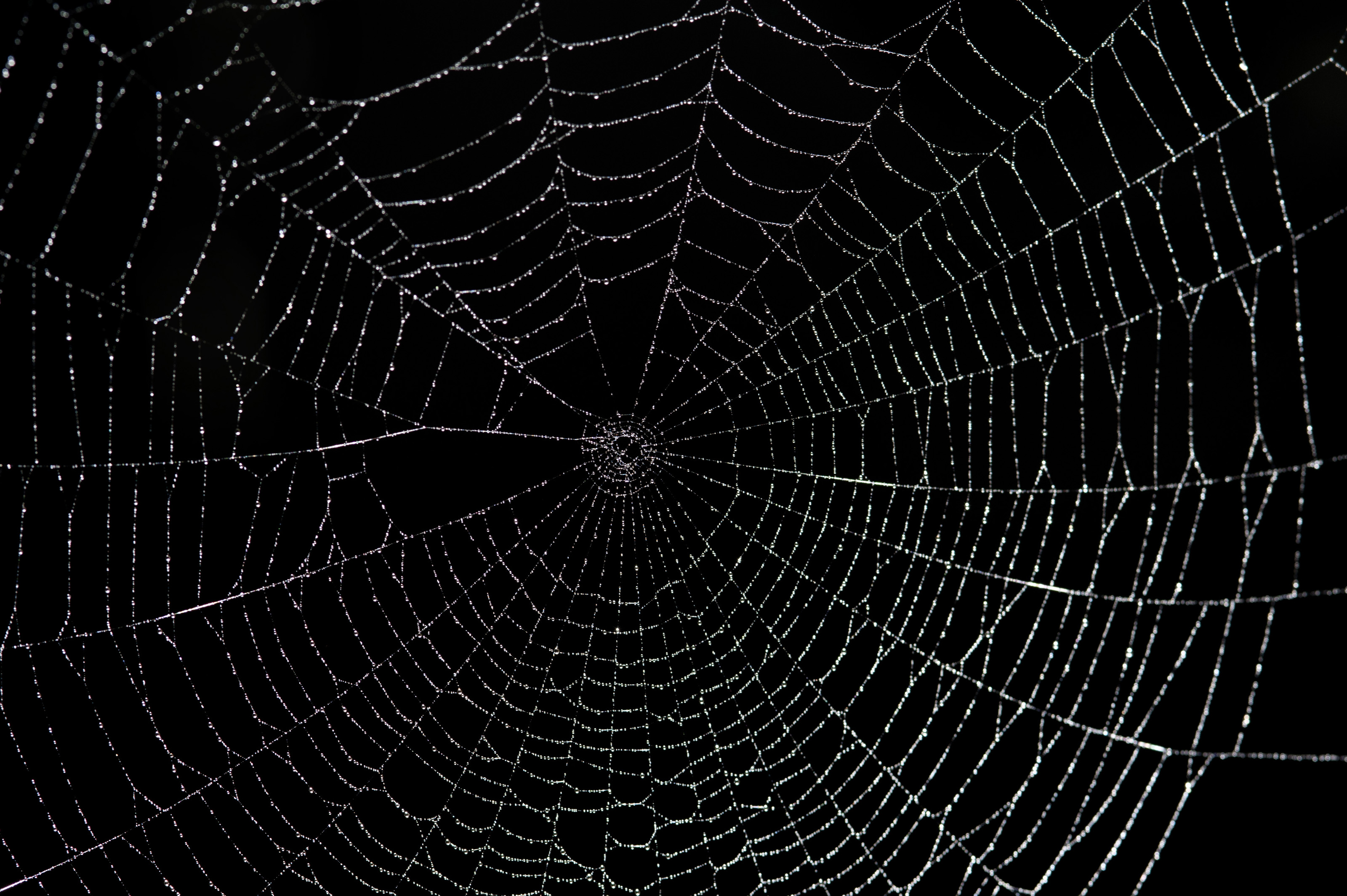 Pics, Facts, Funny Stuff about Animals & Nature Spider Web Backgrounds