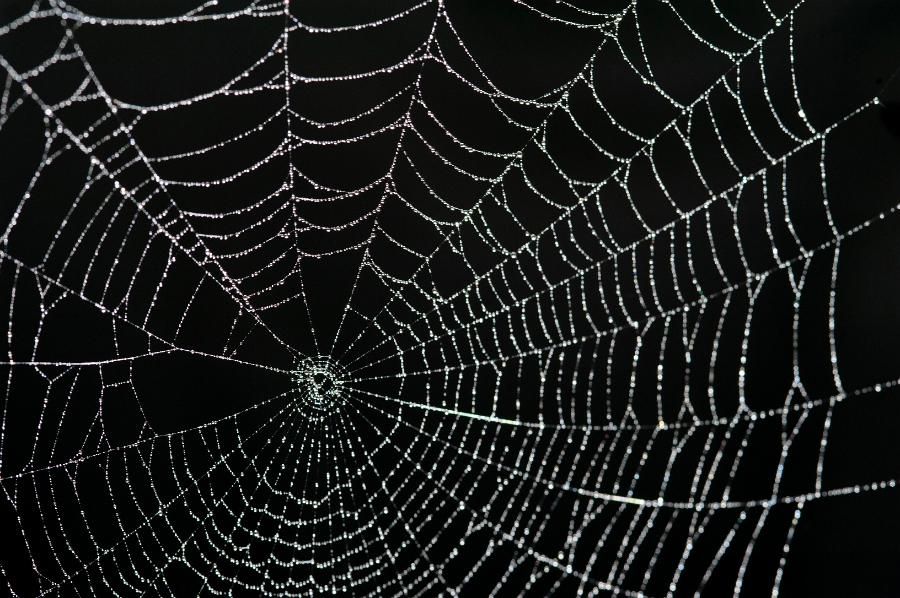 Pics, Facts, Funny Stuff about Animals & Nature Spider Web Backgrounds