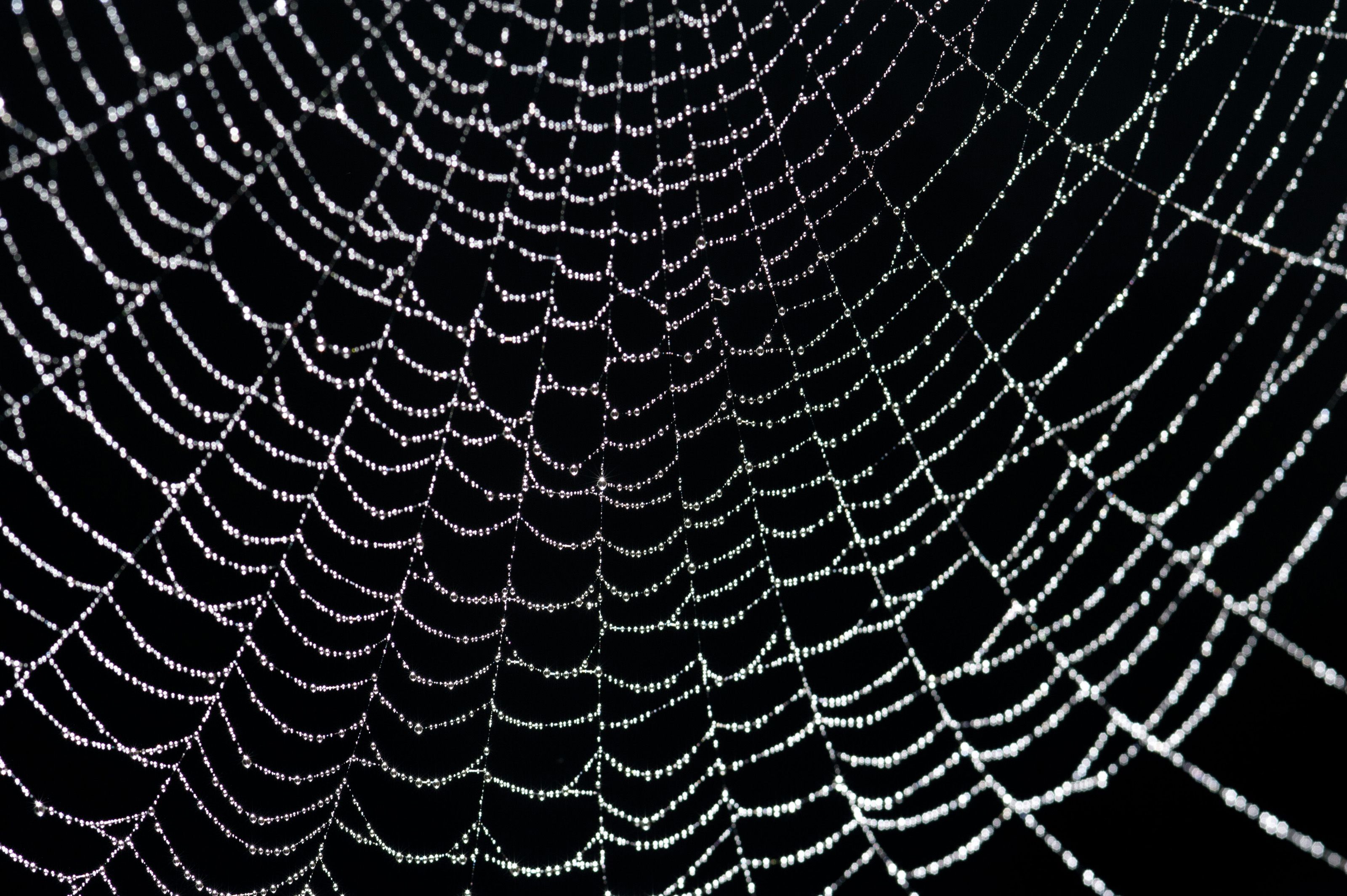Sparkling water droplets in a spider web-8145 | Stockarch Free ...