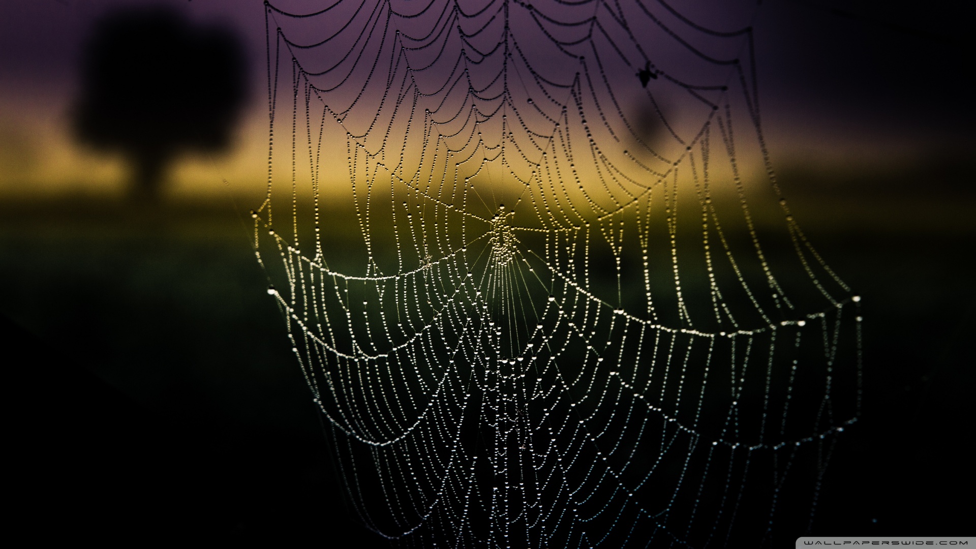 Spider Web Background - Bing images