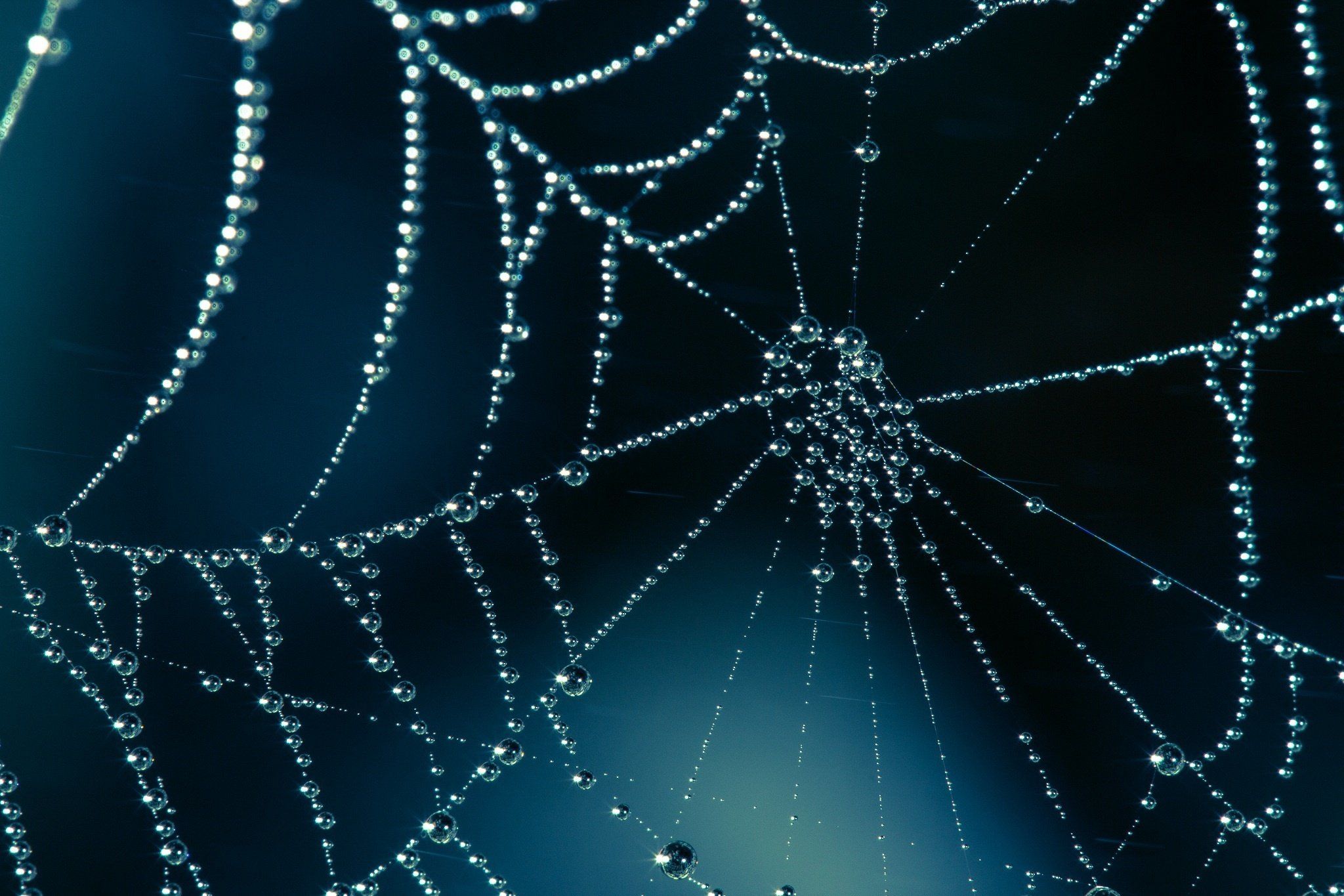 Pics, Facts, Funny Stuff about Animals & Nature Rainy Spider Web