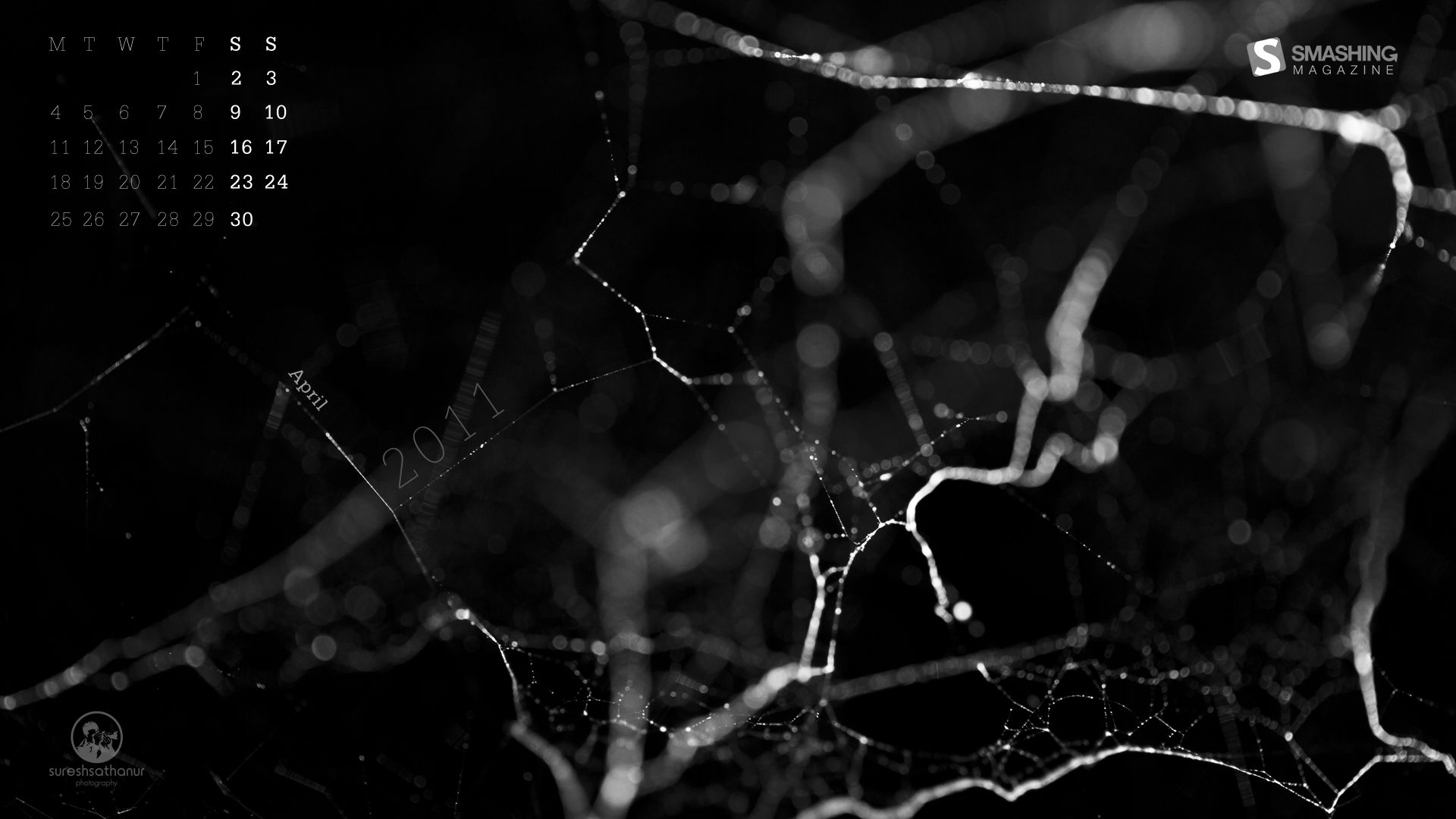 Spider Web Background - 1431301