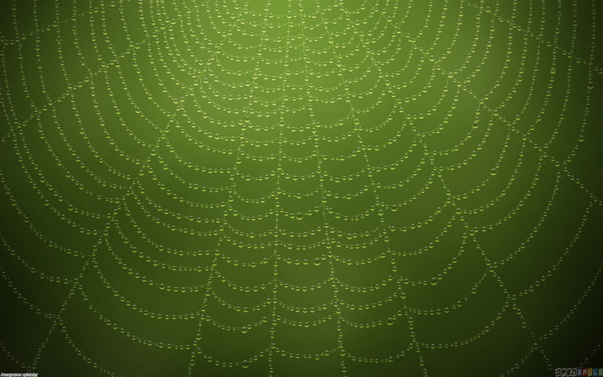 Green spider web wallpaper - Open Walls