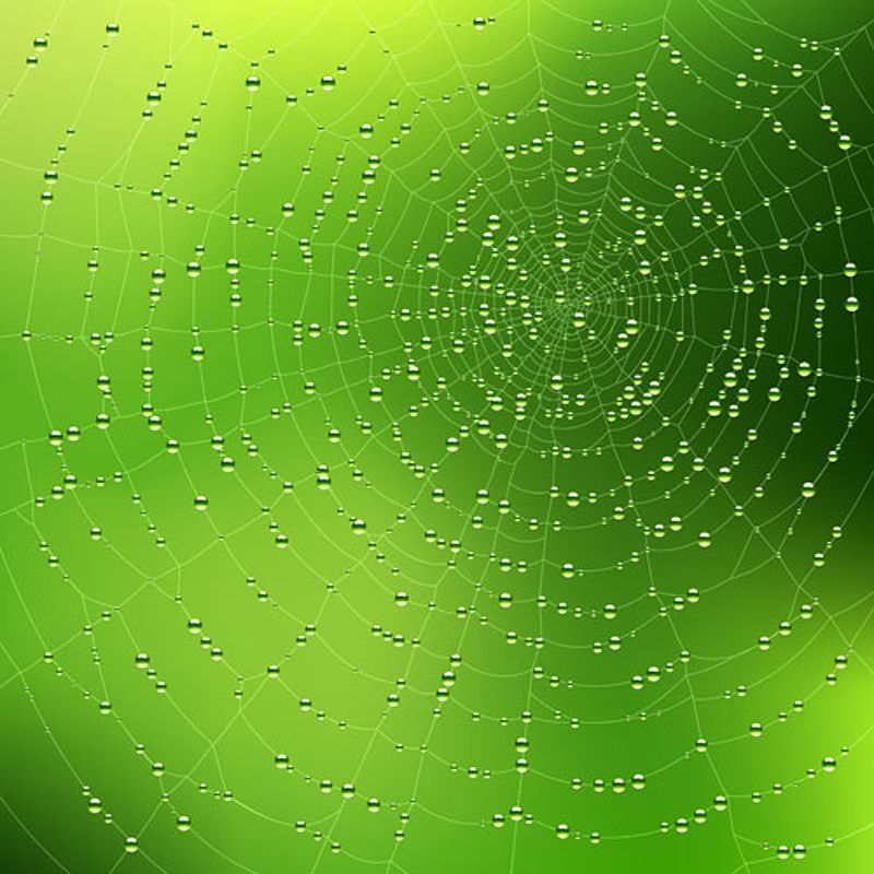 Spider web background 03 vector Free Vector / 4Vector
