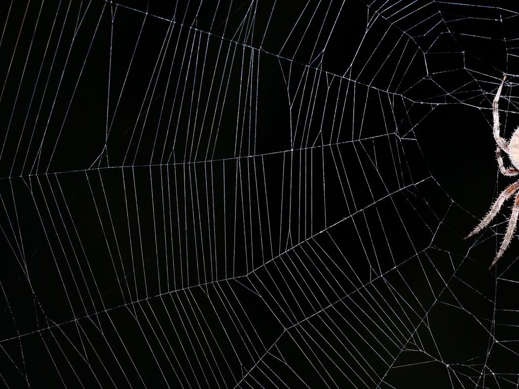 Spiderweb background III 4x3 | Flickr - Photo Sharing!