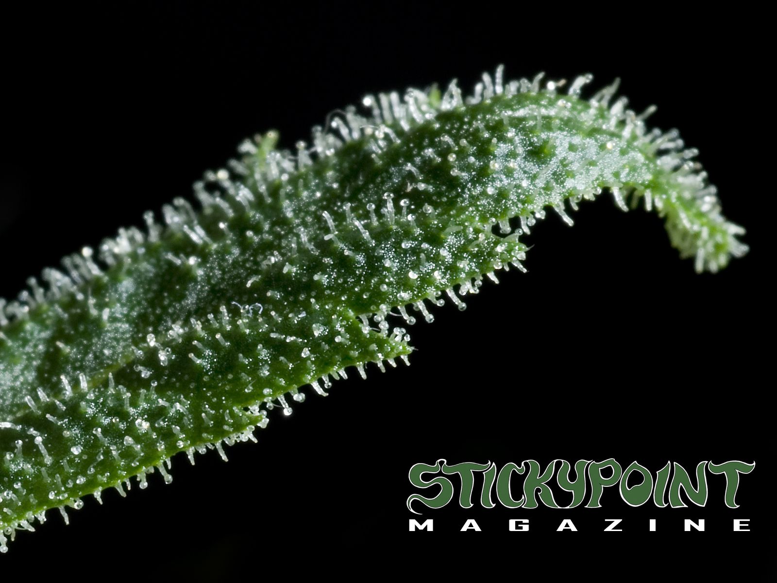 Cannabis Wallpapers | StickyPoint Magazine Blog