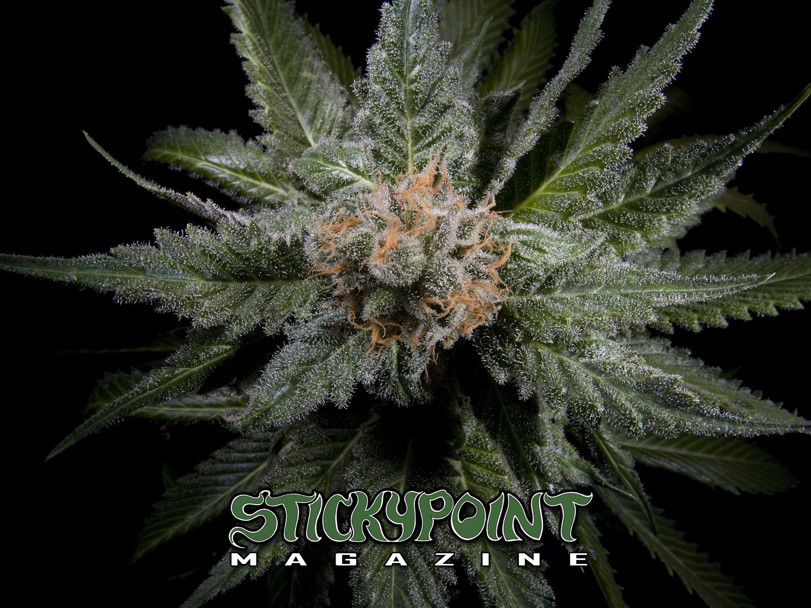 Cannabis Wallpapers | StickyPoint Magazine Blog