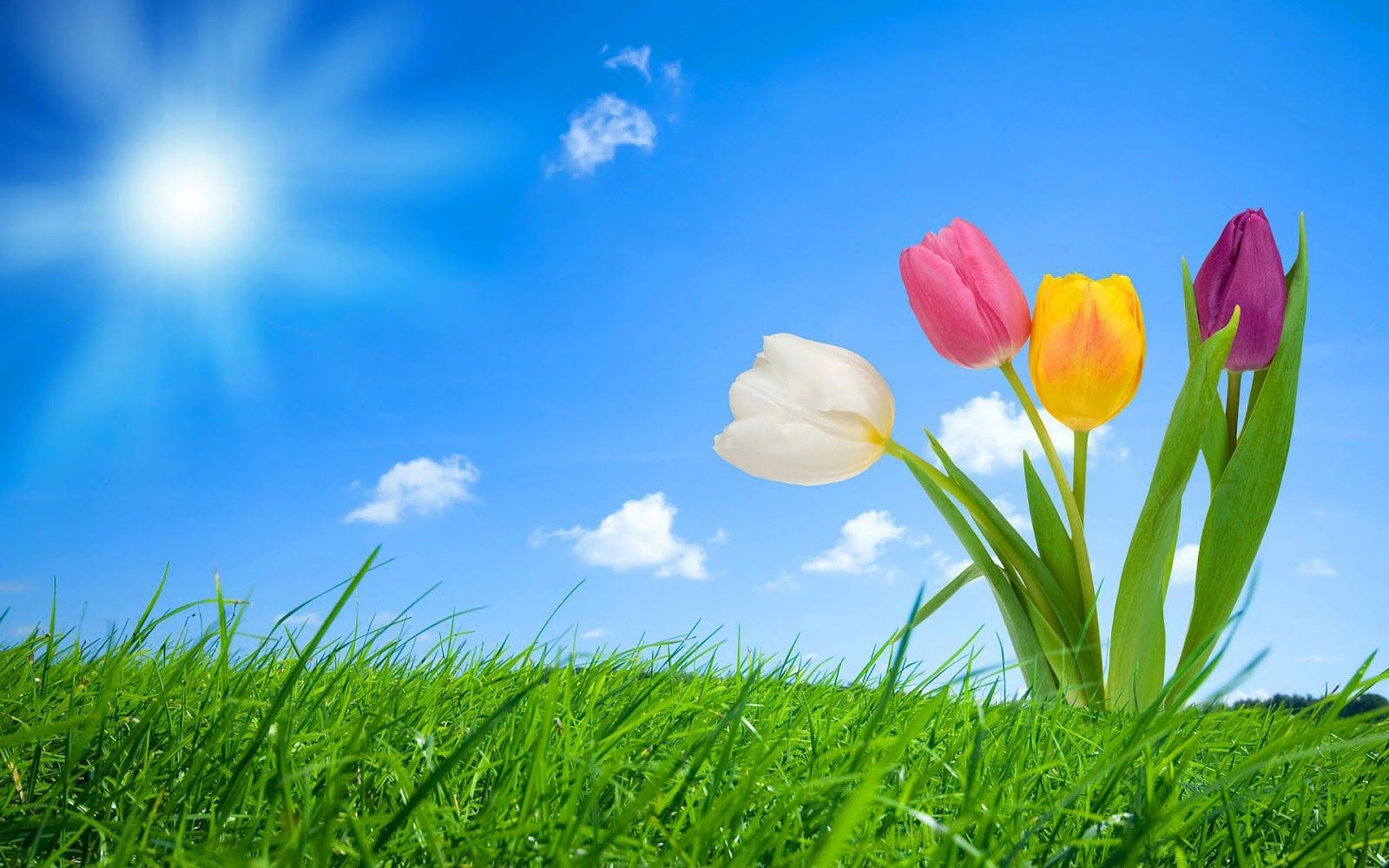 Spring Backgrounds Wallpapers