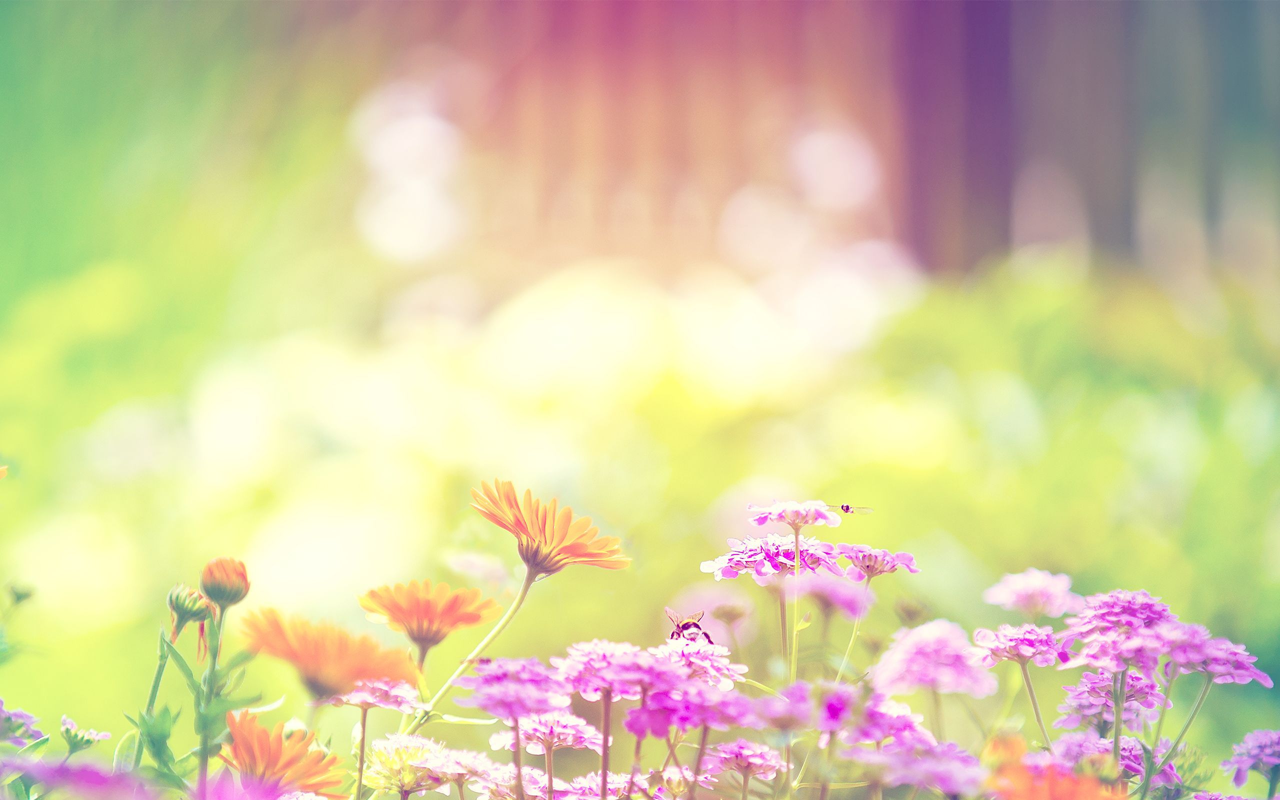 Spring flowers wallpapers HD Wallpapers, Backgrounds, Images