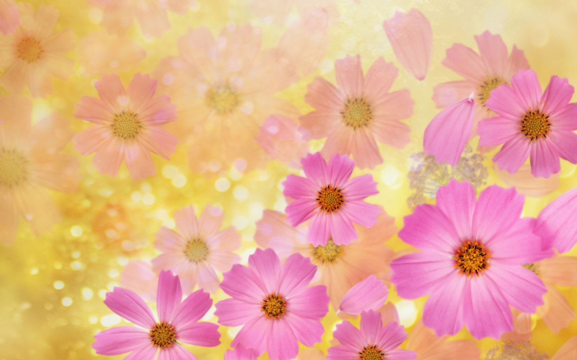 Gallery for - desktop flowers wallpaper backgrounds