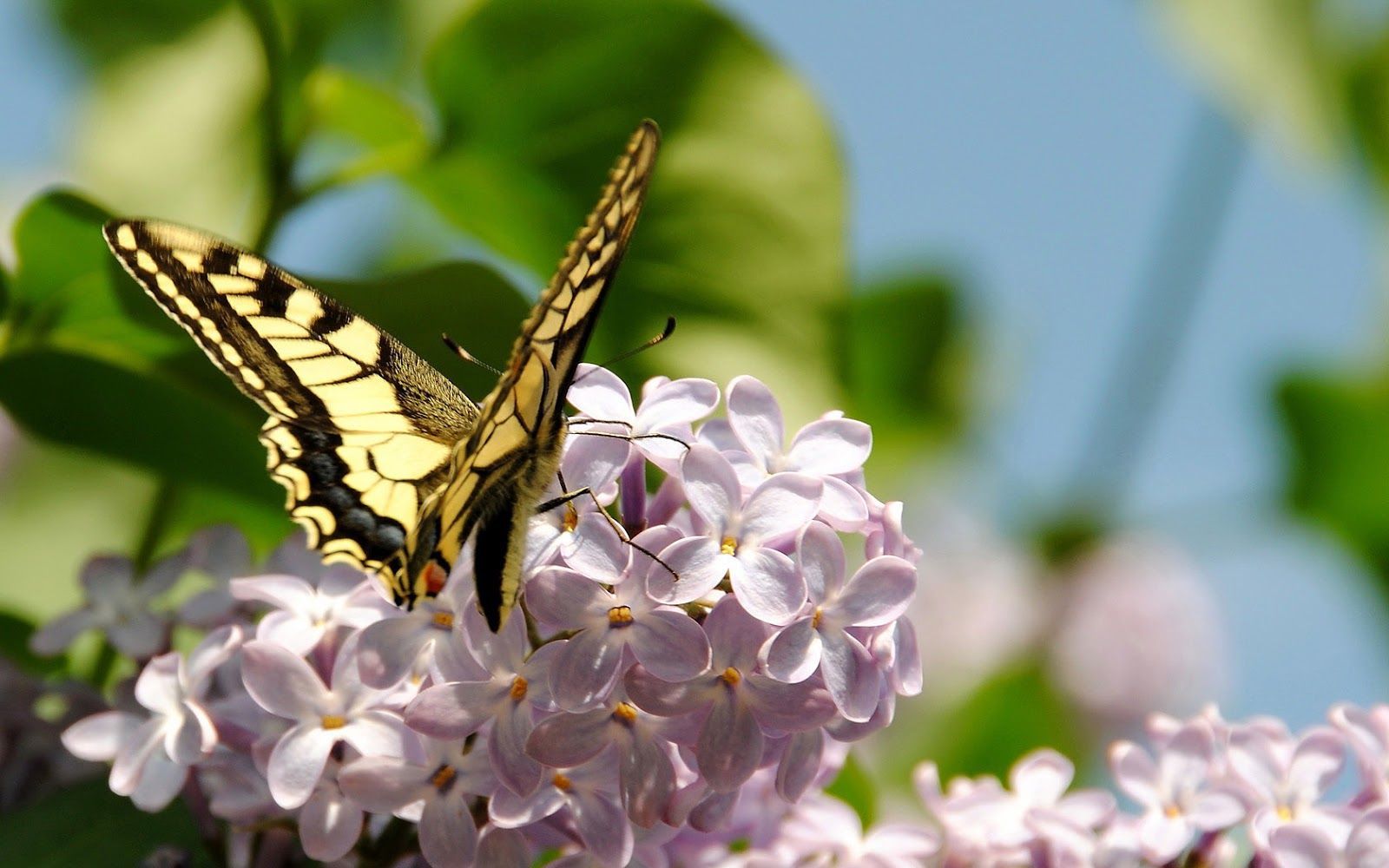 Spring Butterfly Wallpaper Desktop 7779 - HD Wallpapers Site