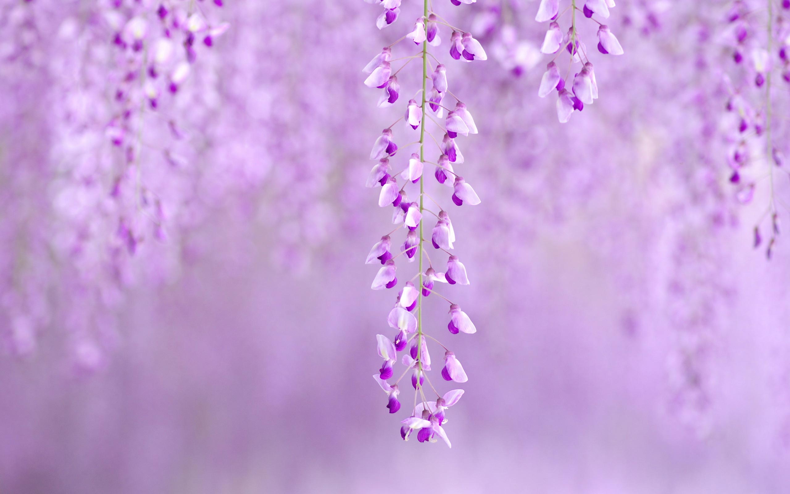 Gallery for - purple spring flowers wallpaper