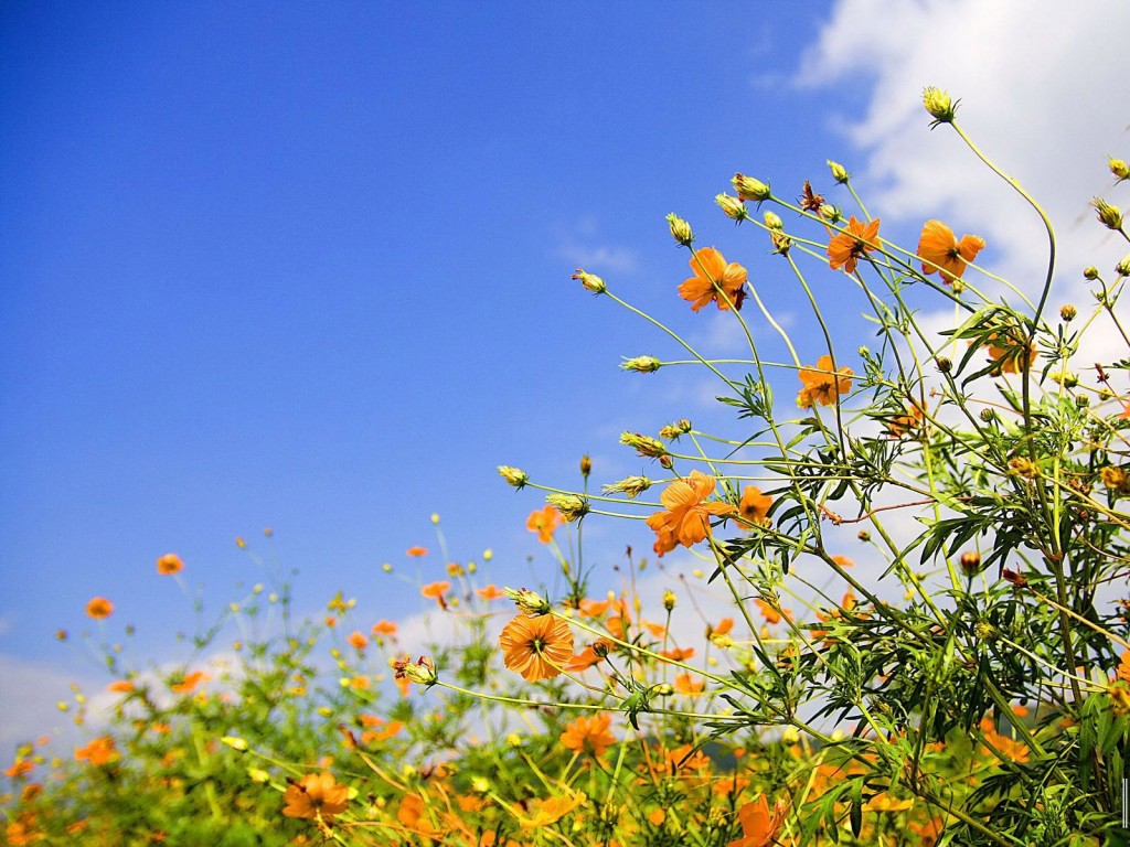 Free Desktop Wallpaper Spring Flowers and Sky HD Nature Backgrounds