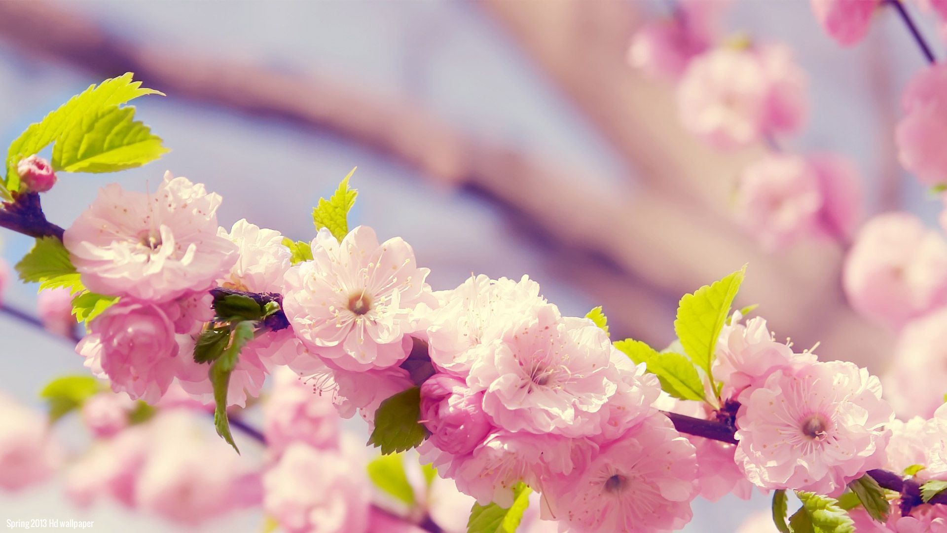 Spring Flowers Wallpapers - Desktop Backgrounds